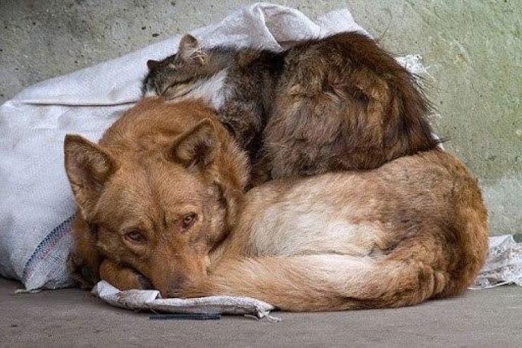 Не отрекаются, любя