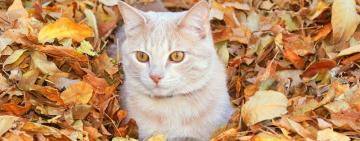 ПРАЗДНИКИ И ВЫХОДНЫЕ В ОКТЯБРЕ: КОГДА И СКОЛЬКО БУДЕМ ОТДЫХАТЬ?