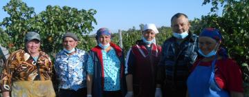 В Тарутинском районе завершается уборка винограда: "со слезами на глазах"