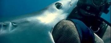 На відпочинку в Єгипті хлопчику з України акула відкусила руку