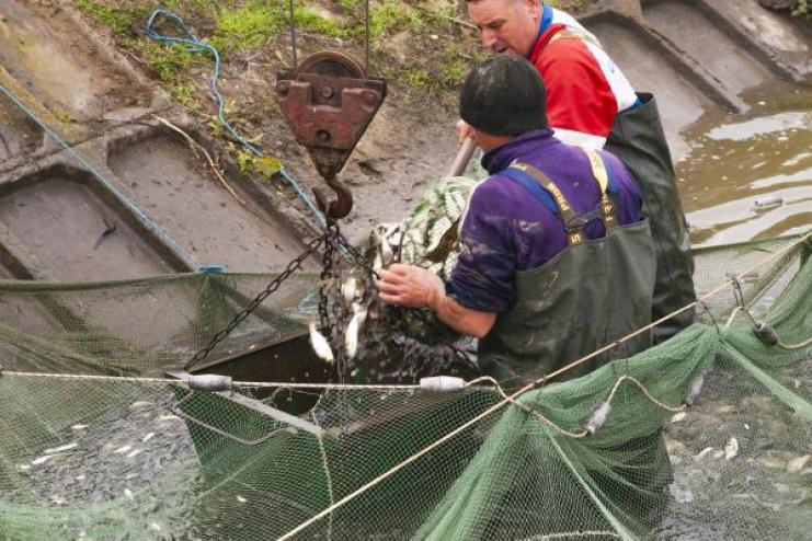 В ОЗЕРО НА ЮГЕ ОДЕССКОЙ ОБЛАСТИ ЗАПУСТИЛИ СВЫШЕ 20 ТОНН МАЛЬКОВ
