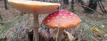 В Одесской области за пару недель грибами отравились более 30-ти людей, из них шестеро – дети