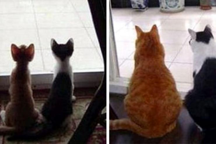 Животные, которые сдружились в детстве и сохранили эту связь на года: 15 фото до и после