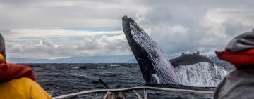 Пожевал и отпустил: девушка едва не стала жертвой кита