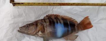 Незвичайну рибу- гермафродита виловили в Одеській затоці