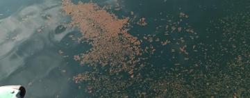 "ДЕЛФІ" НЕ НАВЧИЛО: Нацполіція розслідує забруднення моря на Одещині