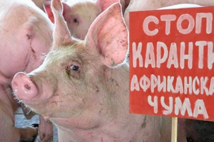 В Одесской области зафиксирована вспышка африканской чумы на нелегальной ферме