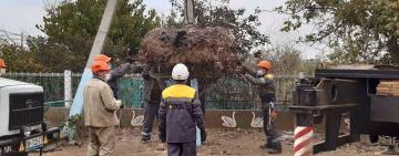 26 платформ для гнезд аистов установили в Одесской области