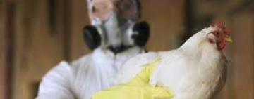 Под Николаевом зафиксирована вспышка птичьего гриппа