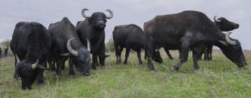 Закарпатских буйволов, которых завезли в Одесскую область, возвращают домой