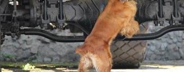 Центнер наркотиков и более 400 нарушителей: служебные собаки пограничников "отчитались" о работе за 2020 год 