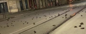 В новогоднюю ночь в Риме прошел «дождь» из мертвых птиц (видео)