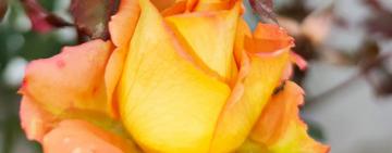 Весна посреди зимы: в Одесской области вовсю цветут розы