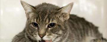 У бездомных котят в Одессе обнаружили бешенство