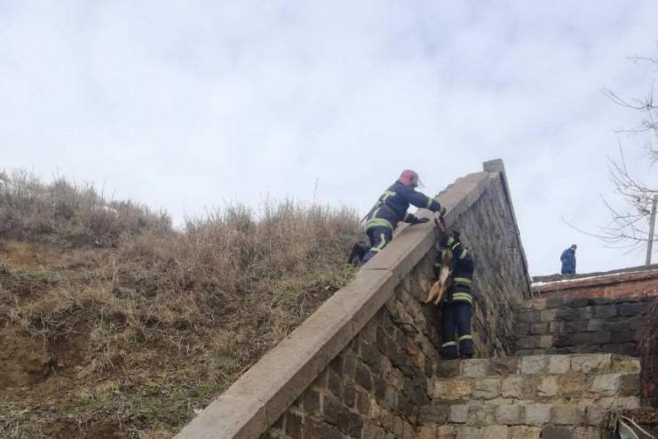 В РЕНИ СПАСАТЕЛИ ВЫТАЩИЛИ СОБАКУ ИЗ ЯМЫ