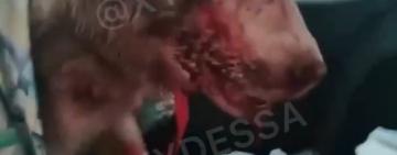 Избиение хаски: полиция завела два! уголовных производства(фото, видео 18+)