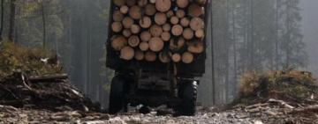 В Одесской области руководитель ЧП пытался экспортировать запрещенную к вывозу древесину 