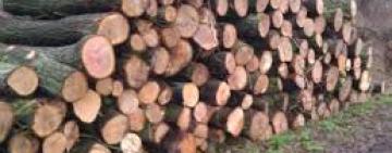 Нарубили на миллион: служащих Одесской железной дороги будут судить за незаконную вырубку леса 