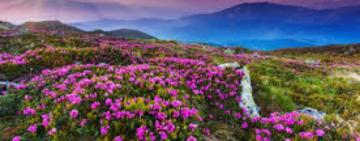 Еволюція чи втручання вищих сил? Таємниця, що не відкрилась Дарвіну