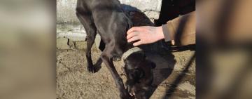 СПАСТИ ЗВЕРЯ ОТ ИЗВЕРГОВ: волонтёры Арциза вновь спасли собаку