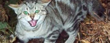 В Одеському порту заражена сказом кішка покусала людину