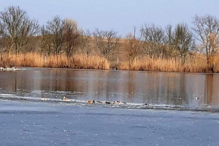 У заповіднику "Асканія-Нова" знову зафіксована масова загибель птахів