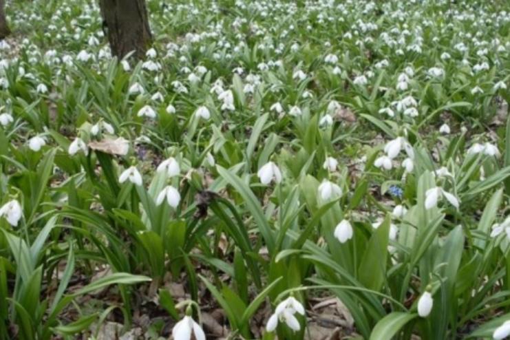Свята та вихідні у березні 2021 року