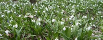 Свята та вихідні у березні 2021 року