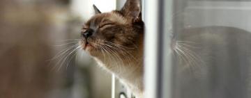 ОГЛЯД ТЕНДЕНЦІЙ ПОГОДИ НА 23-27 БЕРЕЗНЯ, АБО "АПОКАЛІПСИС" ПЕРЕД ВЕСНОЮ