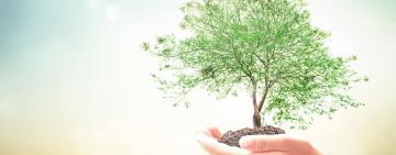 В Кілії активісти планують масштабну акцію з озеленення: міськрада обіцяє підтримку