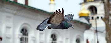 Расписание Богослужений в храмах г. Арциз с 29 марта - 04 апреля