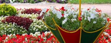 У Білгороді-Дністровському стартує проєкт «Квітучий Аккерман»