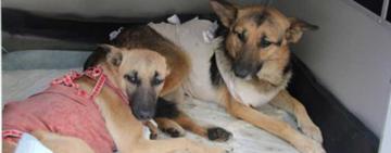 В Измаиле на стерилизацию бездомных собак выделили 1 млн грн