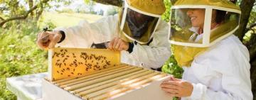 Які документи потрібні бджолярам для отримання дотацій у 2021 році?