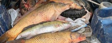 На Одещині водна поліція затримала трьох браконьєрів