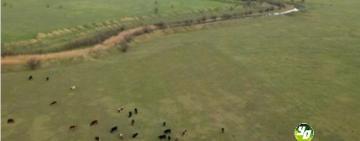 Що буде з громадськими пасовищами в селах (відповідь чиновників)