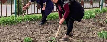 В Виноградовке высадили каштаны