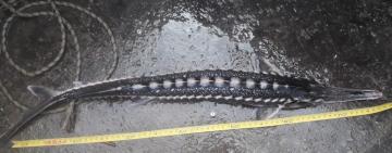 Двое вилковских рыбаков попались с уловом краснокнижного осетра