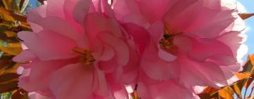 Синоптики рассказали, каким будет май в Украине и когда придет лето