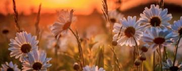 КАКИМ БУДЕТ ЛЕТО: ПРОГНОЗ СИНОПТИКА ПО ПРИМЕТАМ