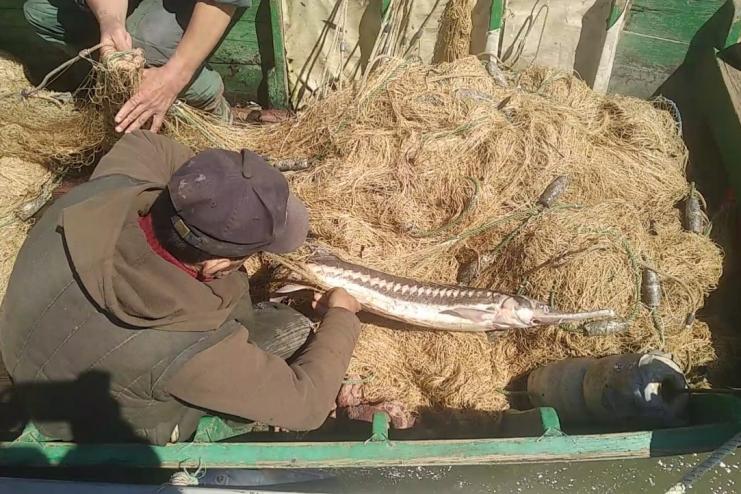 На реке Дунай пограничники задержали браконьеров с краснокнижной севрюгой