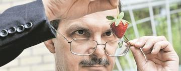 ПЕРВАЯ КЛУБНИКА: РЕКОМЕНДАЦИИ, ПРЕДОСТЕРЕЖЕНИЯ И КОМУ ОНА ПРОТИВОПОКАЗАНА