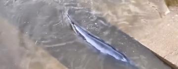 У Великій Британії кит застряг у шлюзі