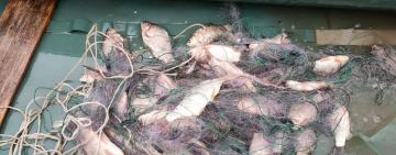 В БОЛГРАДСКОМ РАЙОНЕ ВЫЯВИЛИ ДВУХ БРАКОНЬЕРОВ