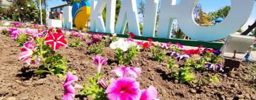 На улице Мира в Килии снова высаживают петунии (фото)