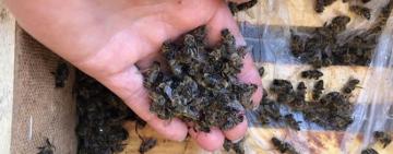 «Мертвые» пчелы зажужжали: на складах Укрпочты ожили тысячи насекомых