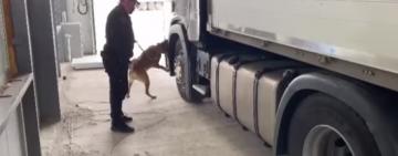 В Одесской области пёс-"пограничник" учуял 500 пачек сигарет