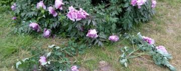 В одеському ботанічному саду відвідувачі знищили унікальні рослини