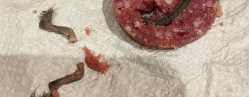 Лапки, хвостик: в колбасе от одесского производителя обнаружили крысиное мясо