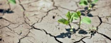 В ООН назвали посуху наступною пандемією 